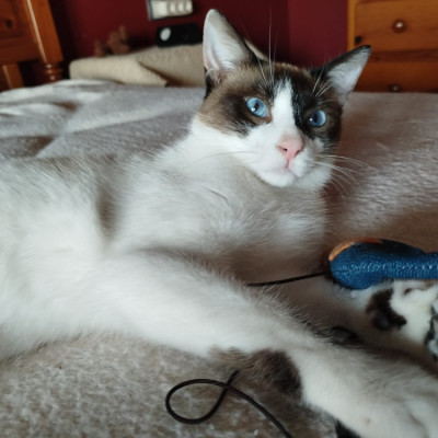 MERLIN