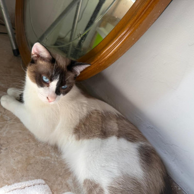 MERLIN