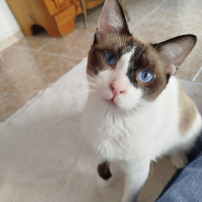 MERLIN