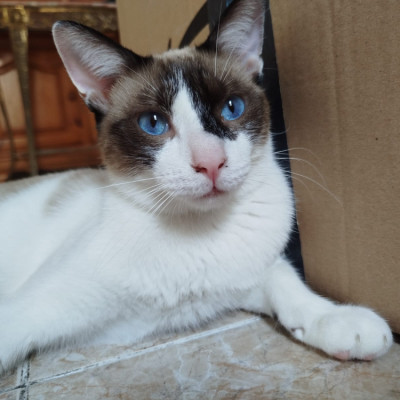 MERLIN