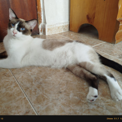 MERLIN