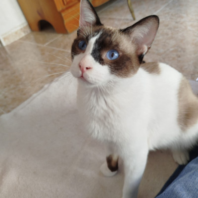 MERLIN