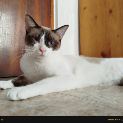 MERLIN