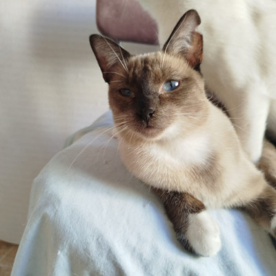 MERLIN