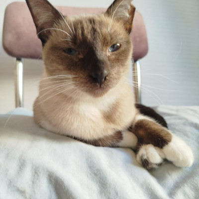 MERLIN