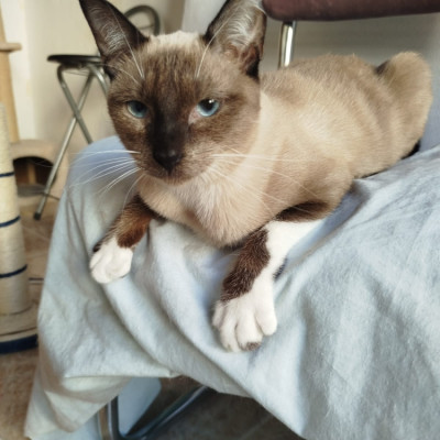 MERLIN