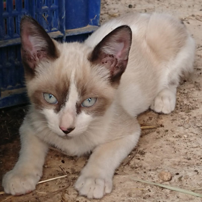 GIZMO