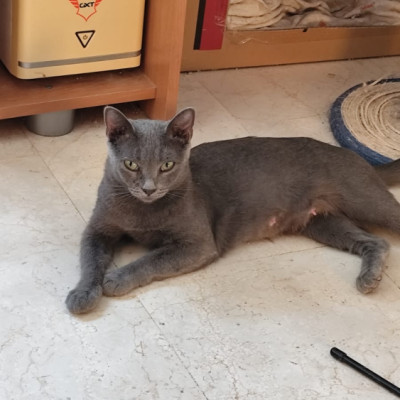 PERLITA