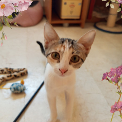 ARA