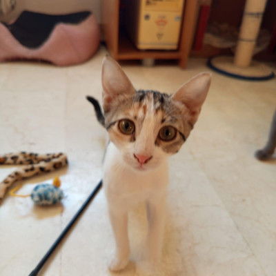 ARA