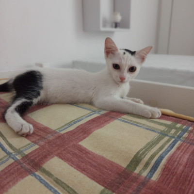 JULIETA