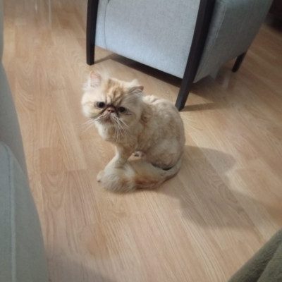 SAM