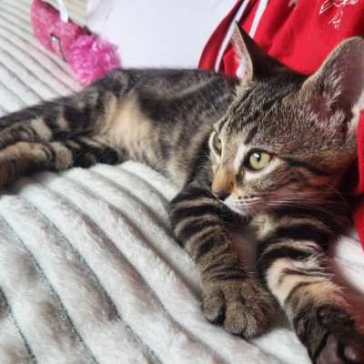 ROMY