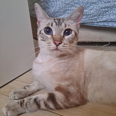 VALENTINO
