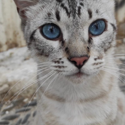 VALENTINO