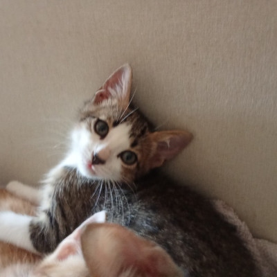 BILL