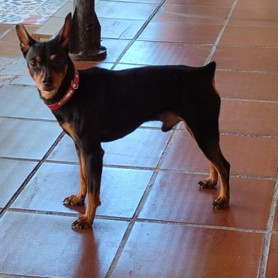 TOBI