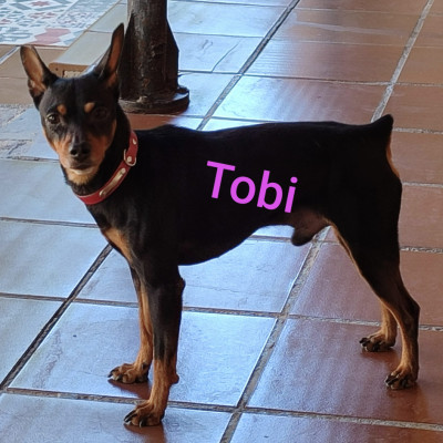 TOBI