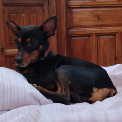 TOBI