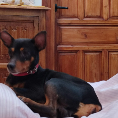 TOBI