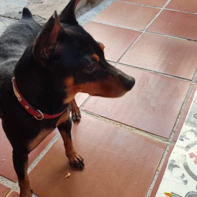 TOBI