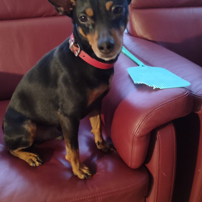 TOBI