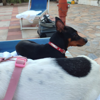TOBI