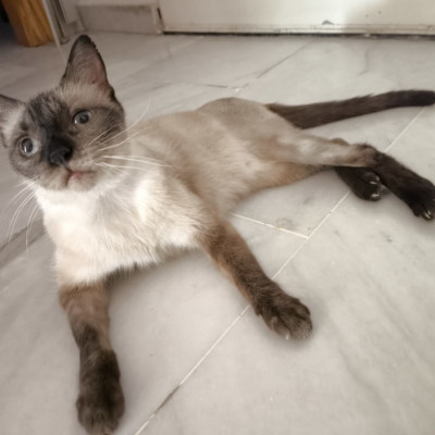 ROSI