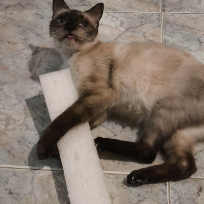 ROSI