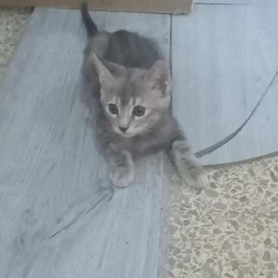 KIRA