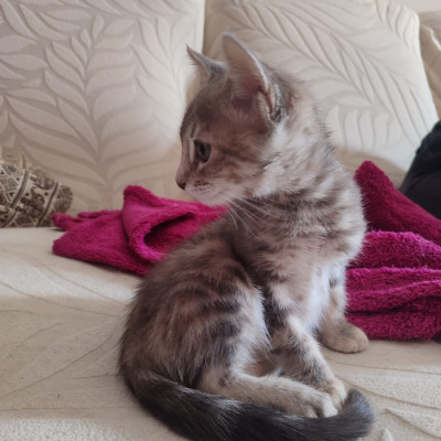 KIRA