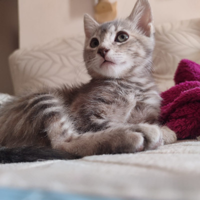 KIRA