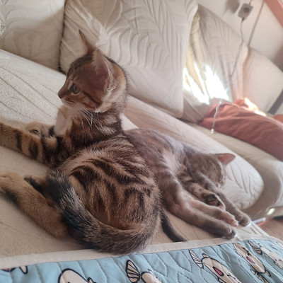 KIRA