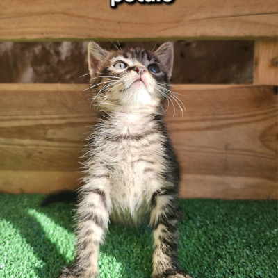 PETALO