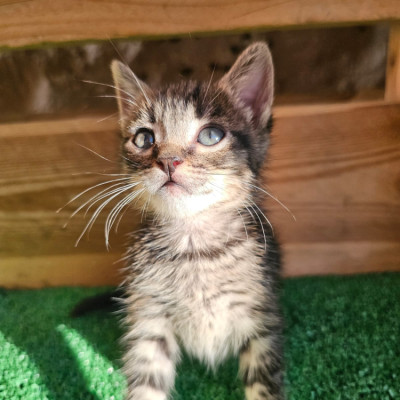 PETALO