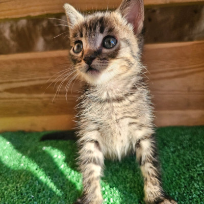PETALO
