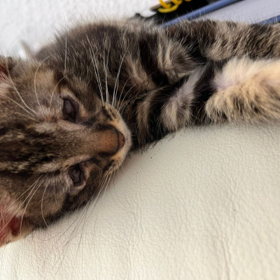 arya