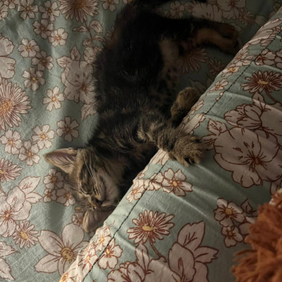 arya