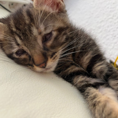arya