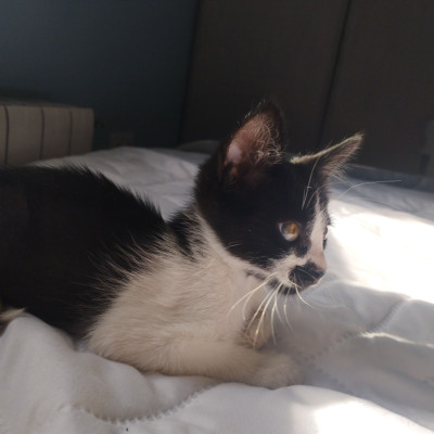 julio
