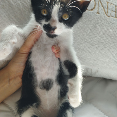 julio