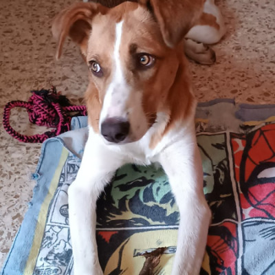 KIRA