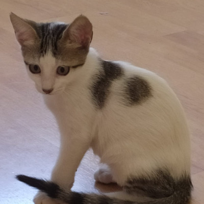 TINA