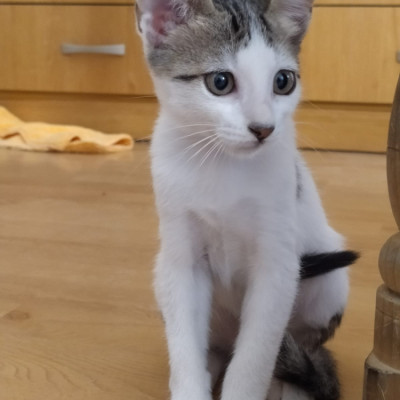 TINA