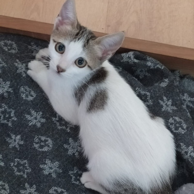 TINA