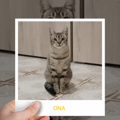 ONA