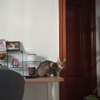 ONA