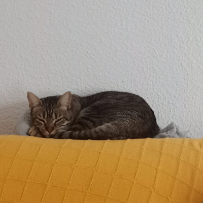 ONA