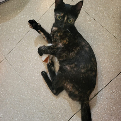 lilit