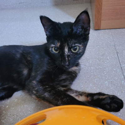 lilit